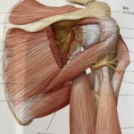 肩関節の解剖図
