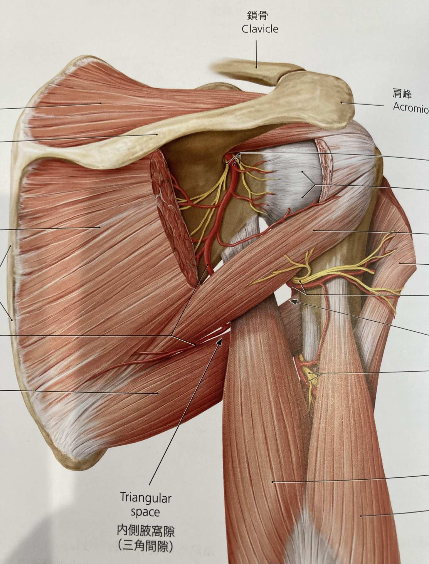 肩関節の解剖図